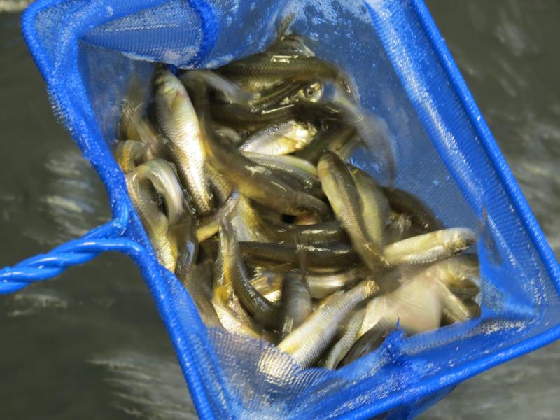 Fathead Minnows: Free to Good Westchester County Homes