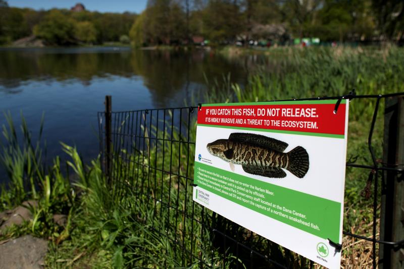 Snakehead Warning Sign In Meer Lake 