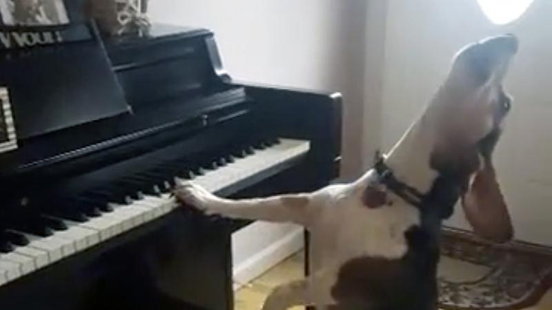 Buddy shows off his musical talents before adoring humans.