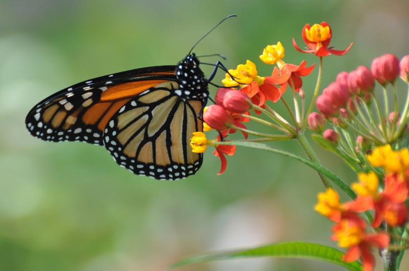 8 Classical Pieces Inspired By Butterflies That Take Flight Wqxr Features Wqxr