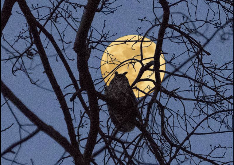  A rescued long-eared owl was nursed back to health and released in Central Park on Jan. 1, 2018.