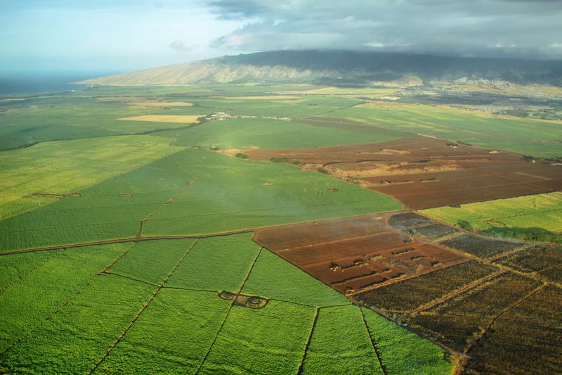 Sugarcane fields in Hawaii