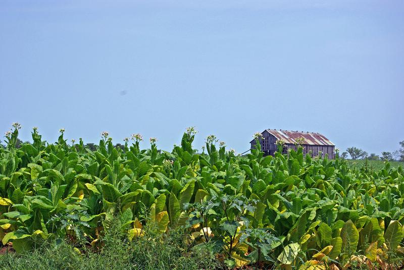 Tobacco field