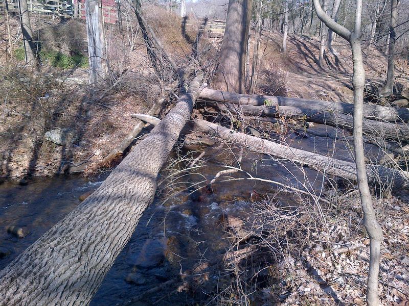 Massive downed trees criss cross the Dismal Brook in Morris County