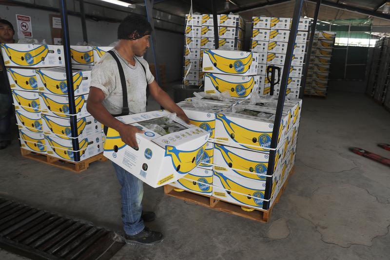A worker stacks a box of freshly harvested Chiquita bananas to be exported, at a farm in Ciudad Hidalgo, Chiapas state, Mexico, Friday, May 31 2019.