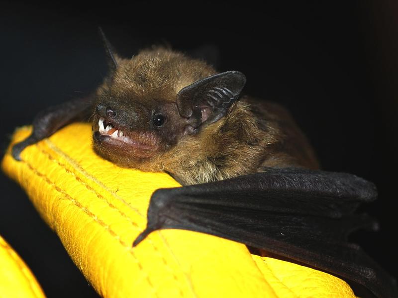 Big brown bats like this one are relatively common in urban areas, sometimes roosting in buildings. Contrary to popular belief, bats rarely carry rabies and are not rodents. They belong to the order <em>Chiroptera</em>, which means "hand-wing."