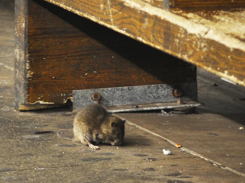 New Yorkers can take city-run classes to learn how to make their homes and businesses less attractive to these guys.
