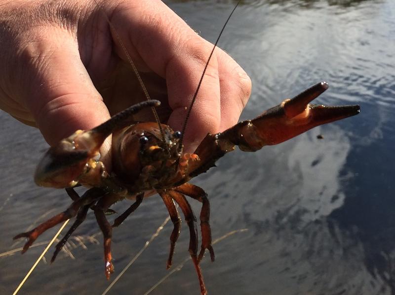American Intruder Lurks In Scottish Streams, Clawed And Hungry : NPR