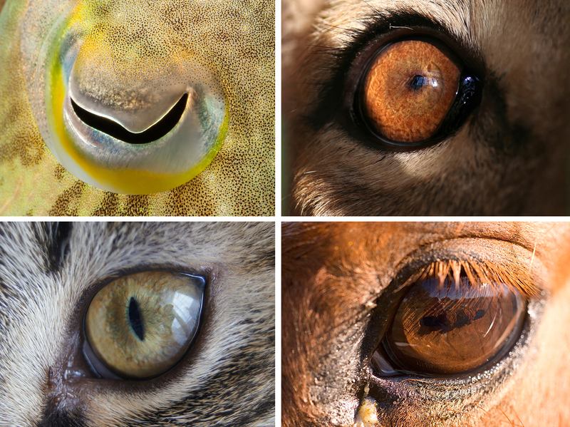Eye Shapes Of The Animal World Hint At Differences In Our Lifestyles | NPR  Article | WNYC