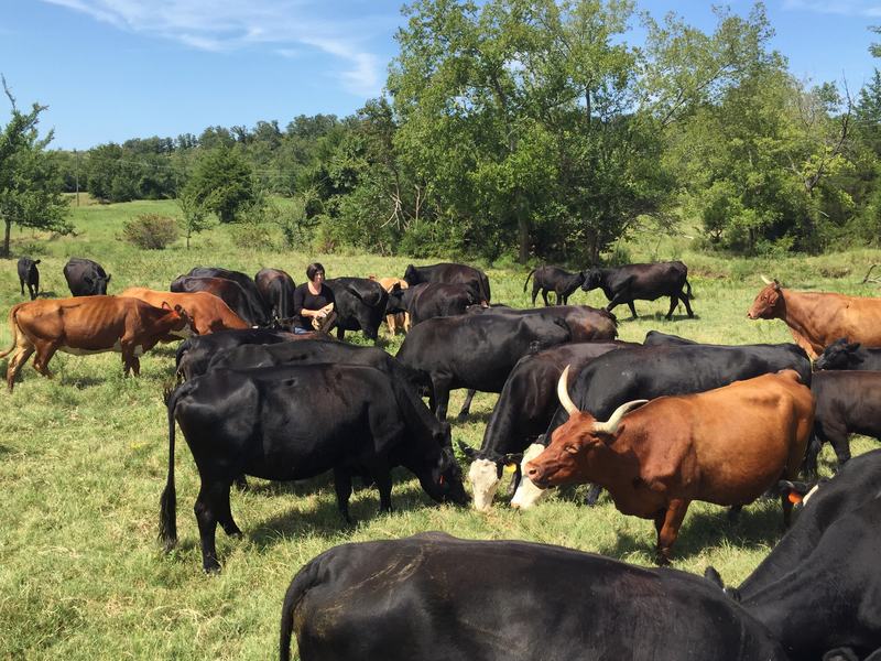 Susan Edmonson, a cattle rancher from Henryetta, Okla., with some of her cattle. Since last fall, cattle thieves have thinned her herd, one animal at a time — a major financial blow for her farm.