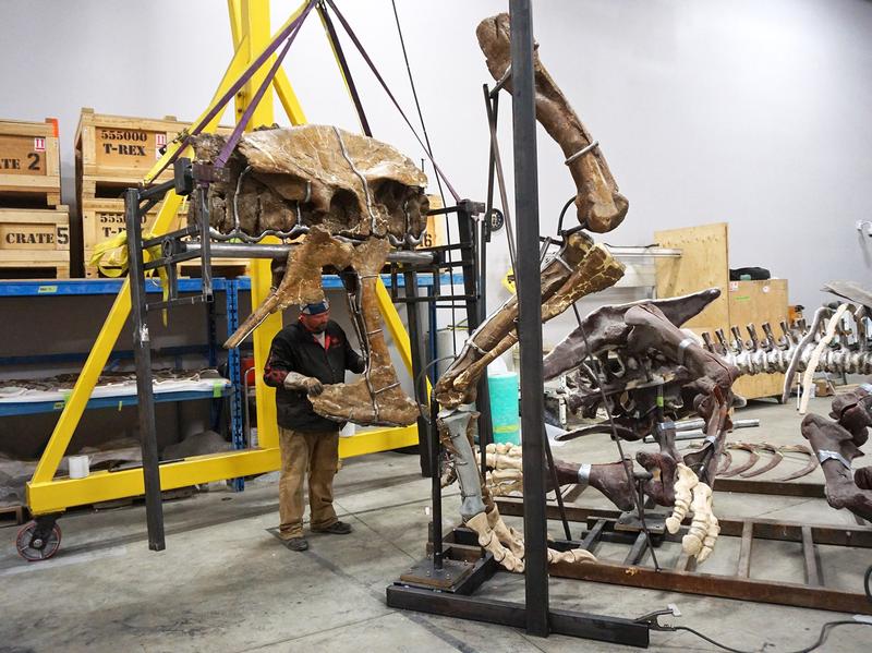 A team of blacksmiths, welders, artists and scientists have been working together in Canada to mount the T. rex bones without damaging them. Metal cradles hold 150 of the major bones precisely in place.