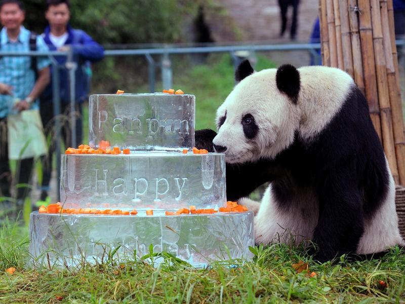 Panda shop cake pan