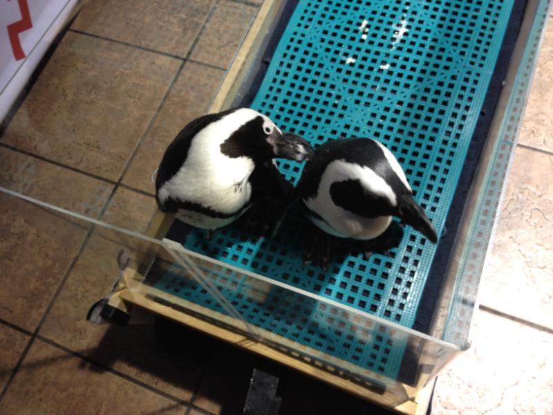Penguins at the RNC BuzzFeed party.