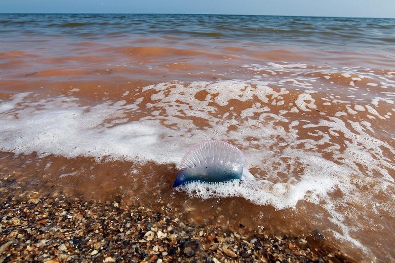 A dead Man-o-War is seen washed up on the shores of Freemason Island, off the coast of Louisiana, along with the orange colored chemical dispersant used to help with the massive oil spill.