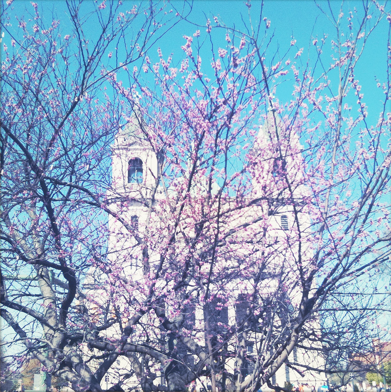 Cathedral In Spring