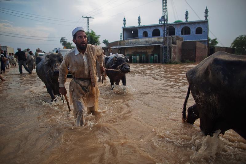 A man leads his water buffalo through a flooded street in Nowshera, Pakistan.