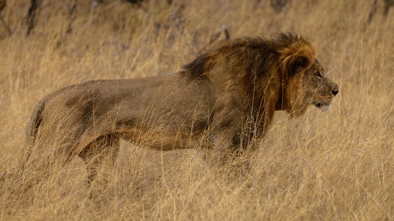 Cecil the lion in Hwange National Park, Zimbabwe