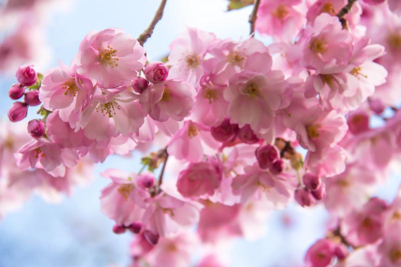 It's Springtime For Cherry Blossoms And NYC | All Of It | WNYC Studios