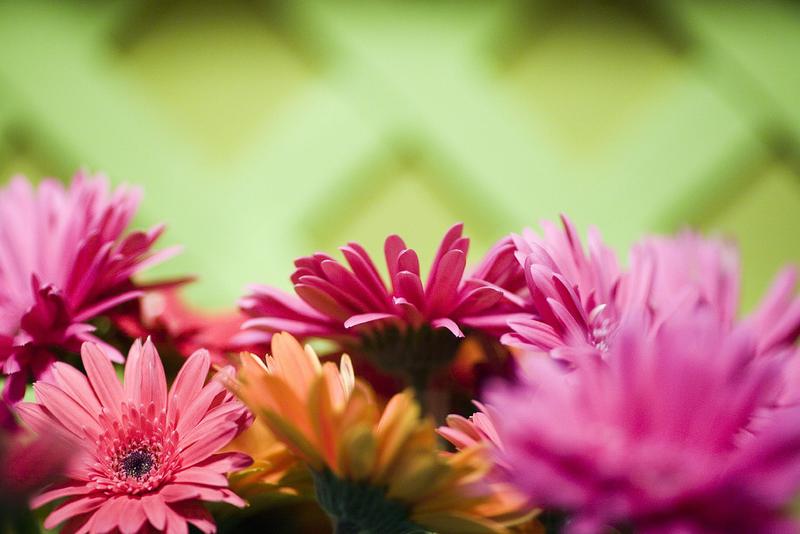 Flowers in Bloom