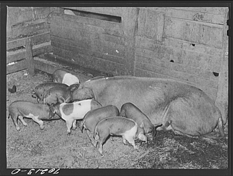 Pigs on a 1940s farm in Washington