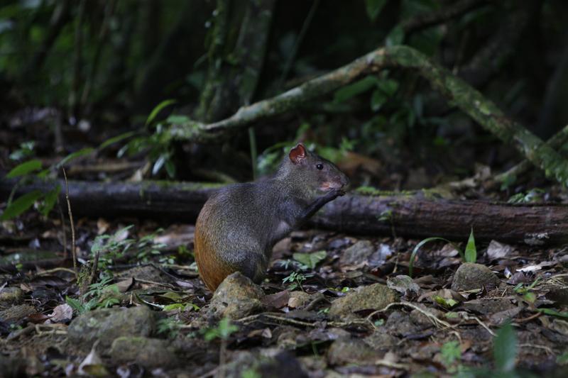 In this photo taken Aug. 13, 2010, an agouti rodent eats around roots and trees in Brownsberg Nature Park, about 80 miles south of Paramaribo, Suriname. 