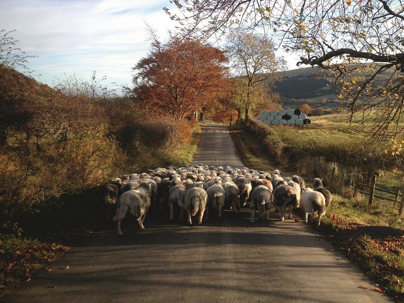 Autumn in the pastures.