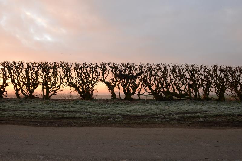 Hedge crawl, dawn, frost, cold hands Sinderby, England  4 March 2014, 2014
