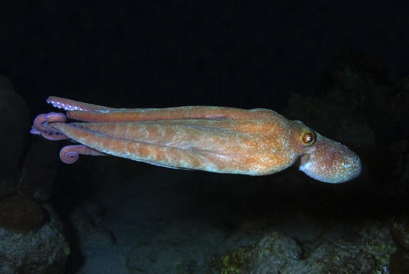 Free swimming Caribbean reef octopus out at night, Octopus briareus, Curacao, Netherlands Antilles.