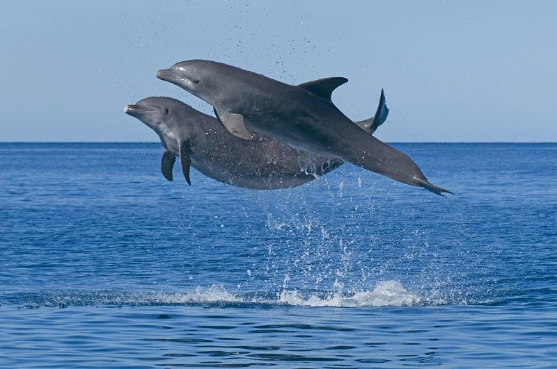 Слушать океан дельфин. Coccotylus truncatus. Atlantic Jump.