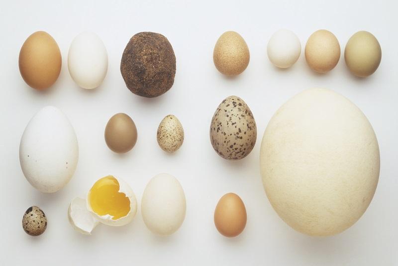 Selection of eggs, including hen, duck, bantam, goose, quail