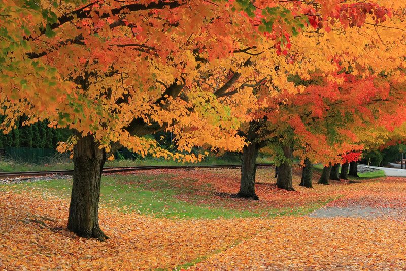 Fall in Issaquah, Washington