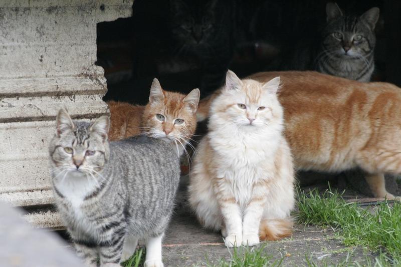 the new feral cats