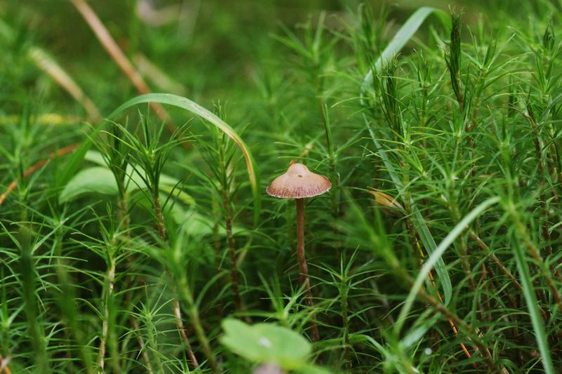 Psilocybe mushroom