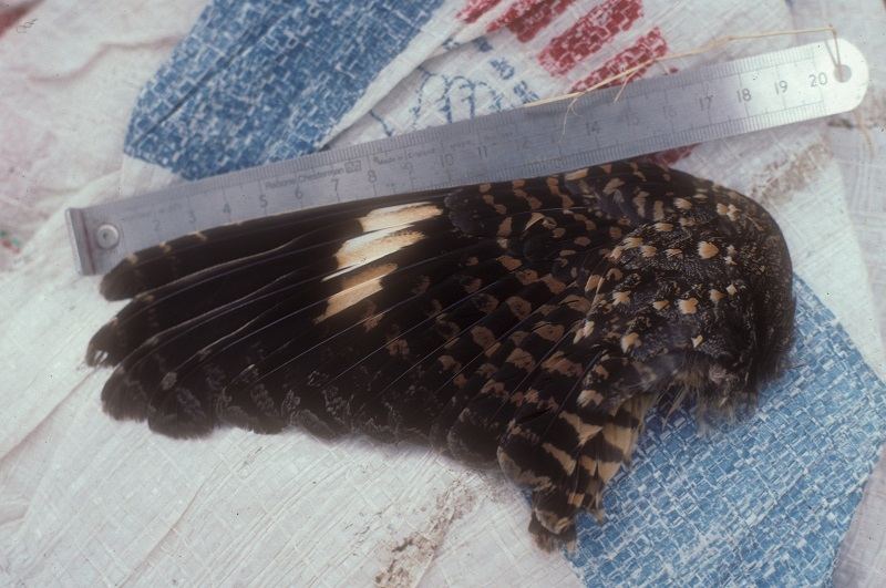 This photo of the Nechisar Nightjar wing was taken a day after its discovery. 