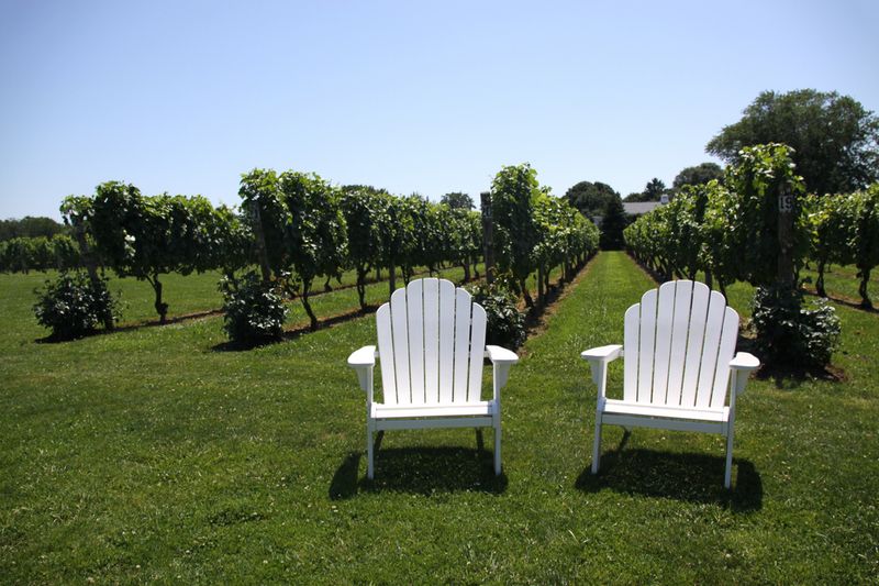 Peconic Winery Vineyards. Cutchogue, Long Island, NY