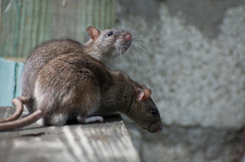 Rats with chips: how radio-collared rats are helping scientists to protect  our native birds » Manaaki Whenua