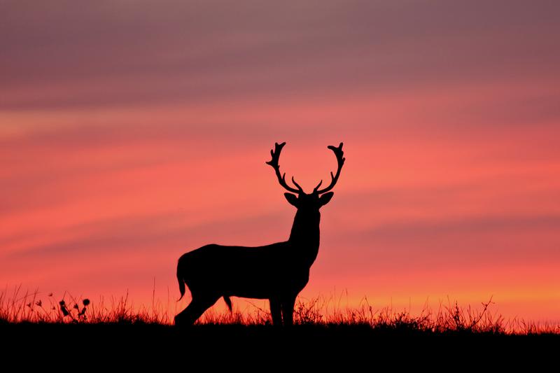 City Proposes Deer Management Plan for Staten Island, WNYC News