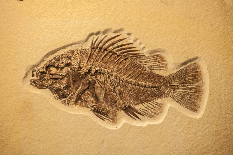Complete fish fossil embedded in limestone 