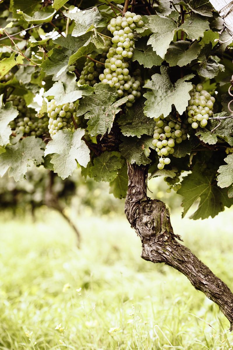 Ripe white Riesling grapes