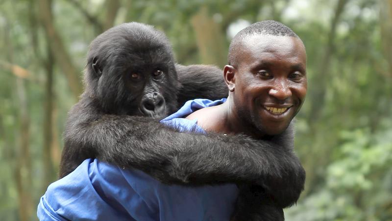 Park Ranger Andre with Ndakasi, one of the resident Mountain Gorillas of Virunga National Park.