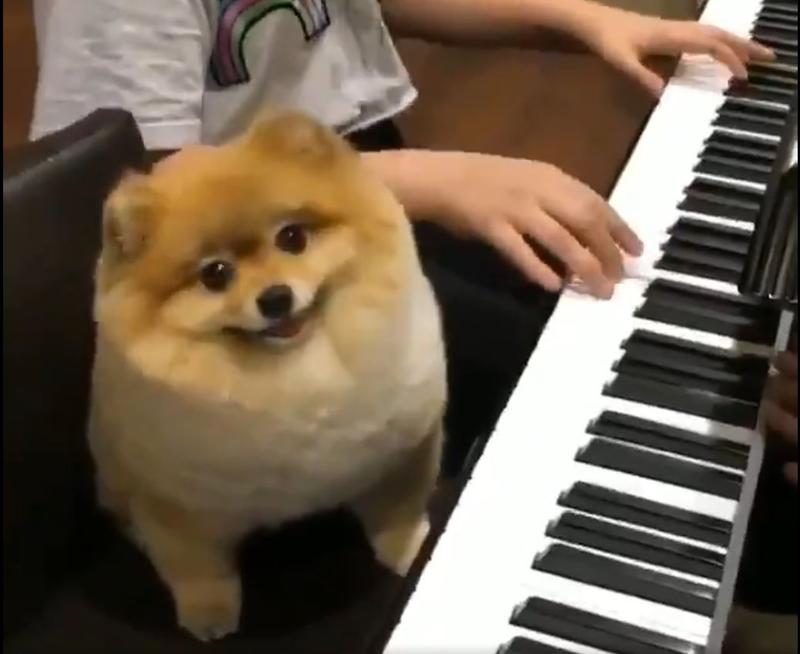 A dog at the piano bench.