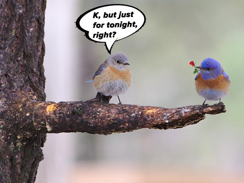 Nature's Ways: One of Everyone's Favorites — the Eastern Bluebird