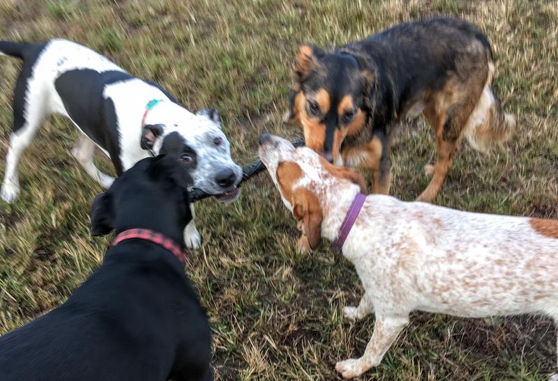 Four dogs play tug-of-war with a stick in Prospect Park.