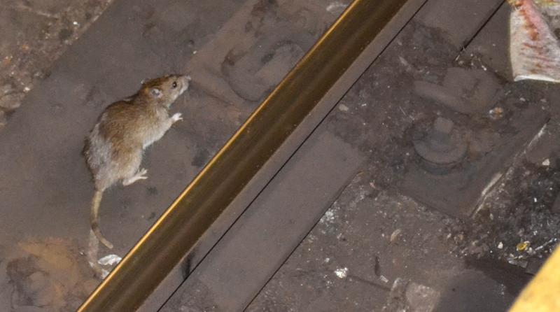 Rat in the New York City Subway.