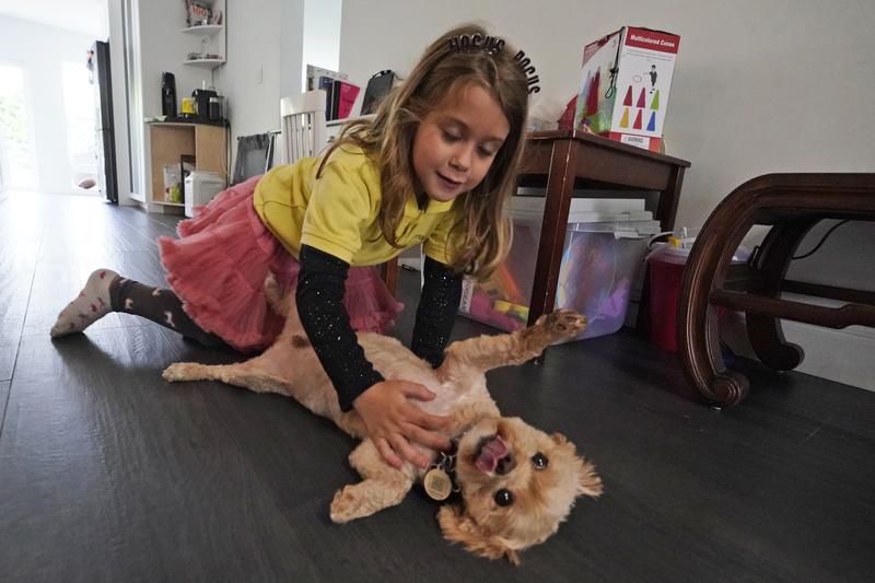 Anabelle Chao plays with her dog Poochi after finishing remote learning for the day, Thursday, Oct. 1, 2020, at her home in North Miami Beach, Fla.
