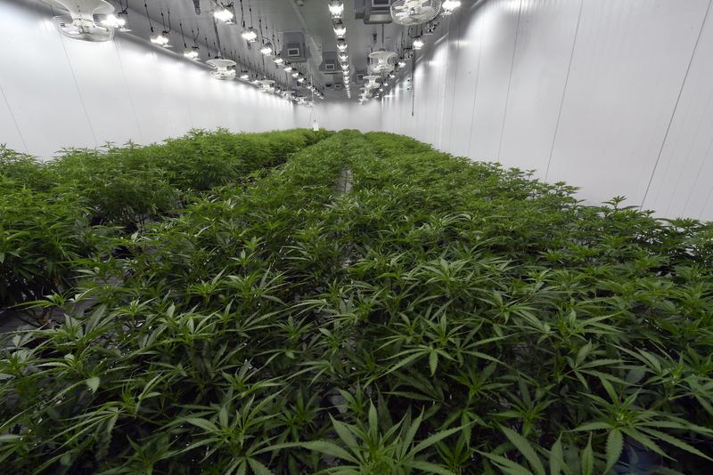 This Aug. 22, 2019 photo shows medical marijuana plants being grown before flowering during a media tour of the Curaleaf medical cannabis cultivation and processing facility in Ravena, N.Y.