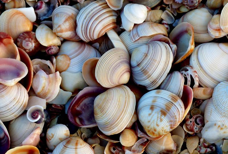 Seashells