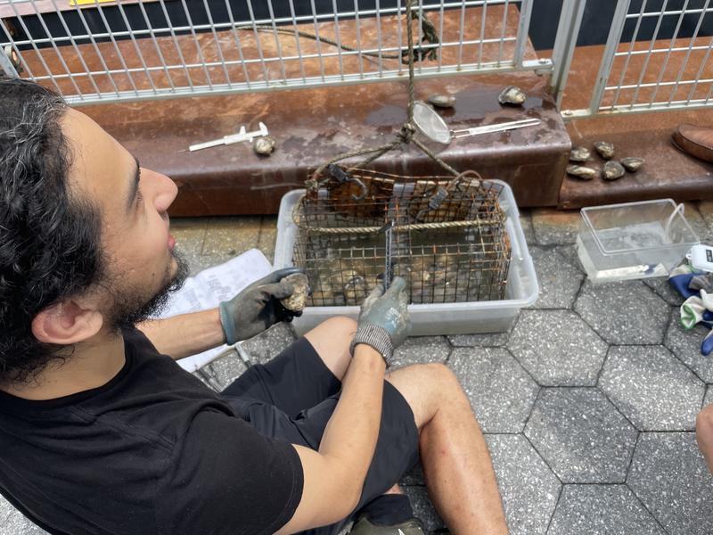 Jean Dominique Bonnet checks oysters living in the Gowanus Canal