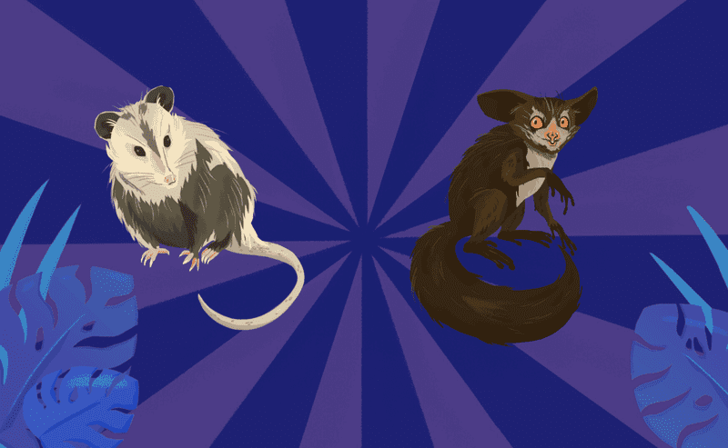 Endemic Diseases, Insects and Light, Opossum vs Aye-Aye. Sept 17, 2021 |  Science Friday | WNYC Studios