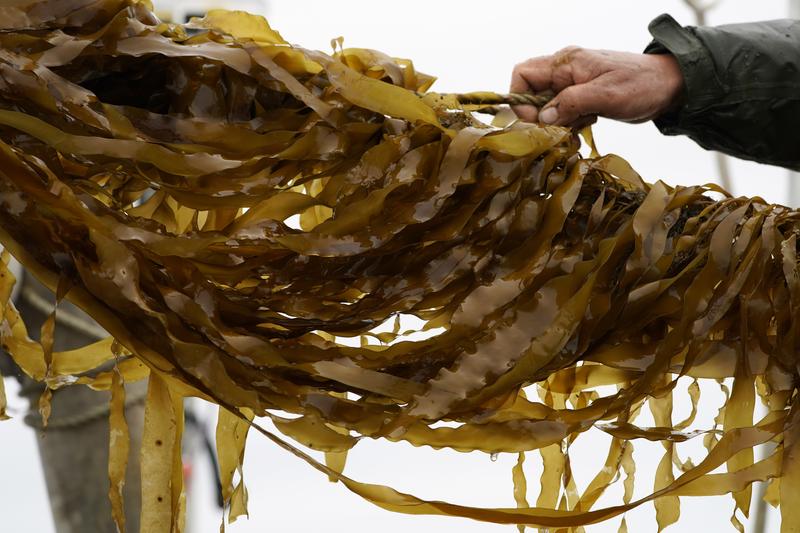 Farm-raised kelp is hauled aboard a barge for harvesting, Thursday April 29, 2021, off the coast of Cumberland, Maine.